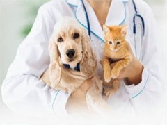 阜新寵物貓救助與專業(yè)寵物服務(wù)指南