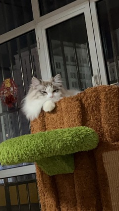 寵物搭車與寵物服務 現代出行與生活的新選擇